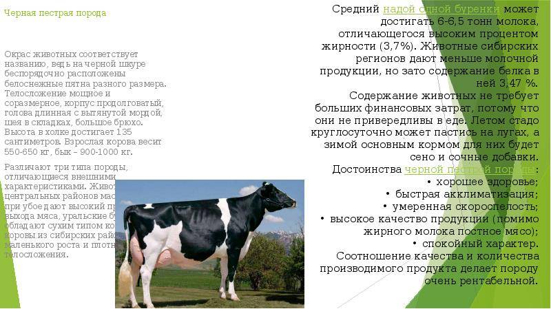 Черно-пестрые породы коров: характеристика и советы по содержанию