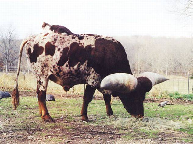 Сколько весит самый большой бык в мире