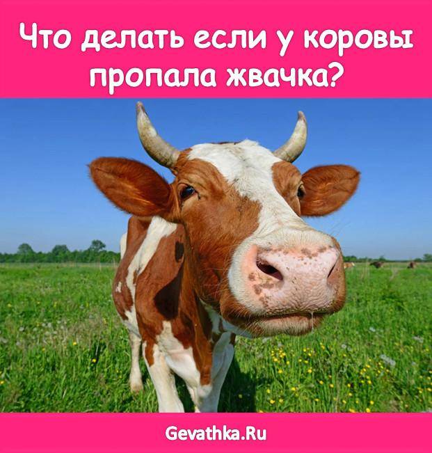 Нет жвачки у коровы: что делать, причины, лечение, профилактика