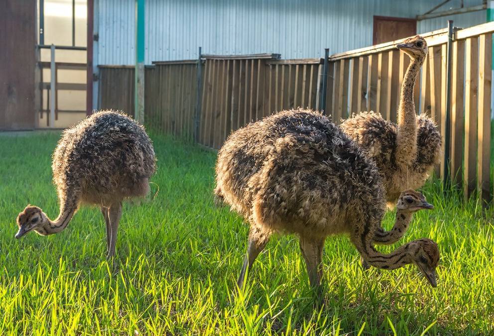 Страусиная ферма как бизнес. разведение страусов в домашних условиях