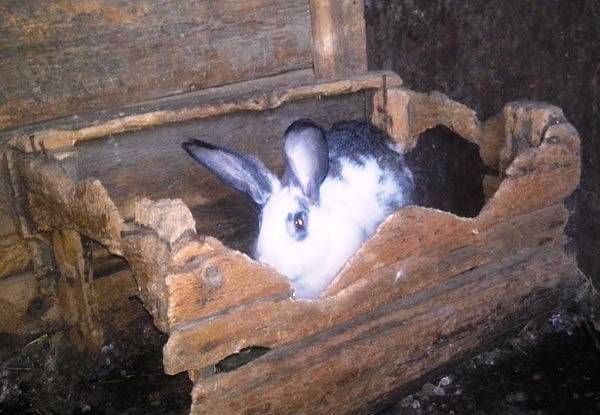 ᐉ почему кролики грызут клетки и что делать? - zooon.ru