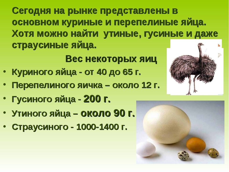 Яйценоскость страусов. интересные факты о яйцах