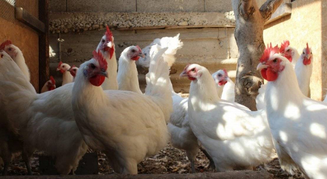 Бресс гальская порода кур: обзор птиц из франции