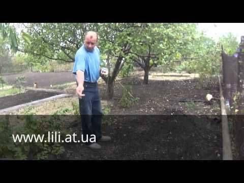 Как сажать малину осенью — пошаговая инструкция правильной посадки малины