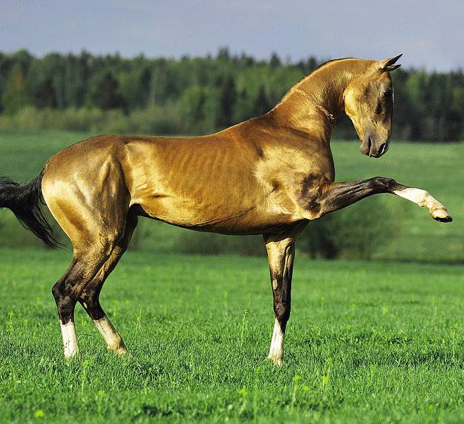 Ахалтекинская лошадь: масти, фото. разведение ахалтекинских лошадей :: syl.ru