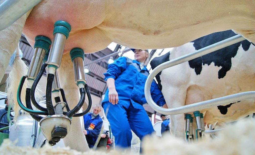 Доение коров, основные правила и стандарты дойки | аграрный сектор