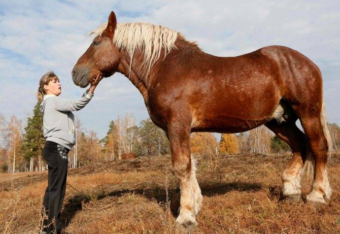 Породы тяжеловозных лошадей | конный портал
