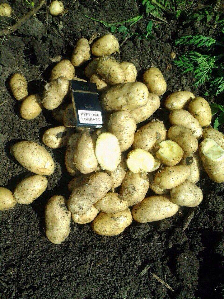 Картофель импала: описание сорта и характеристика с фото