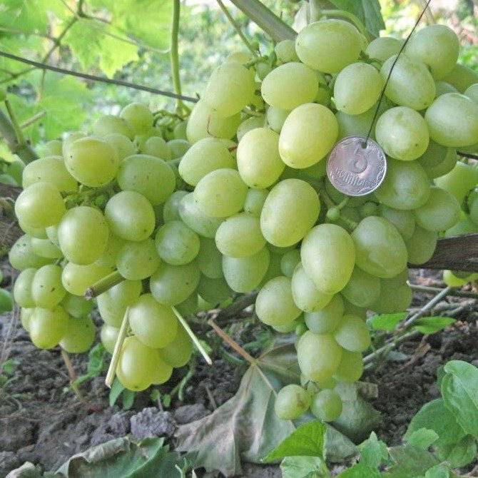 Лучшие сорта винограда для средней полосы россии с фото и описанием