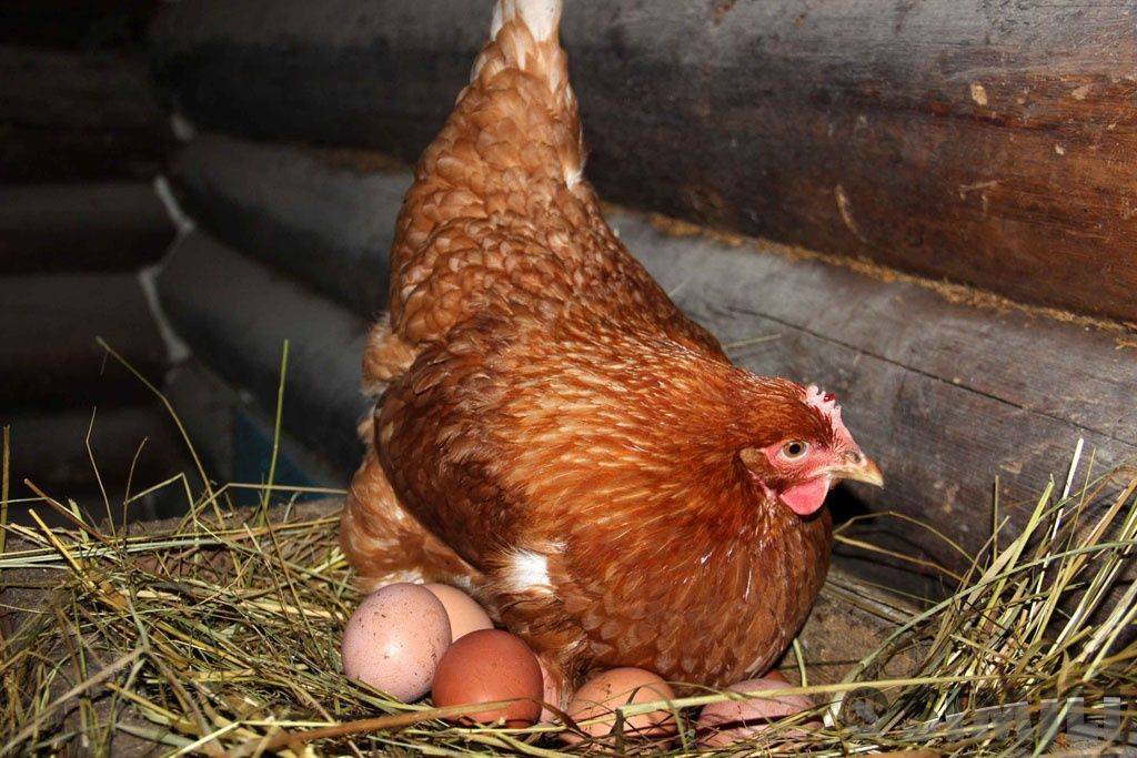 Когда ждать яиц от домашних кур