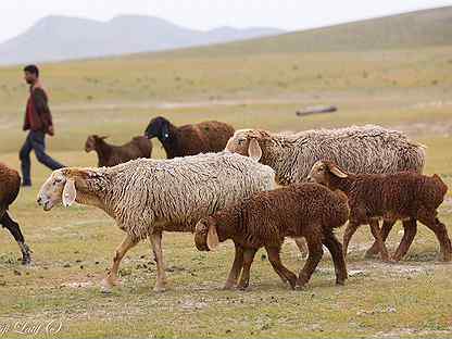Овцы гиссарской породы и крупные бараны: типы, основные характеристики и условия разведения
