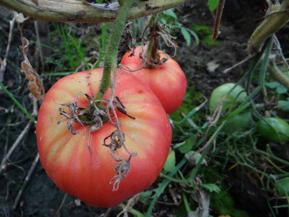 Сорт помидор дикая роза: урожайность и описание