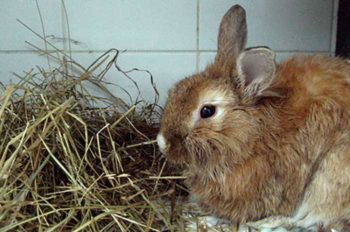 Особенности лечения инфекционного стоматита у кроликов и его последствия
