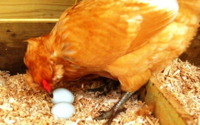 Почему куры не несут яйца, не несутся куры: причины, что делать?