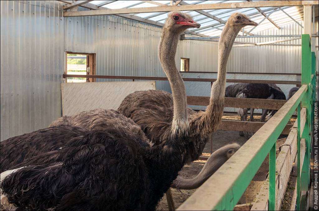 Содержание и разведение страусов в домашних условиях для начинающих