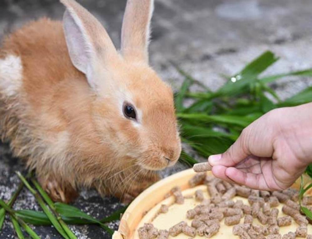 Кормление кроликов зерном