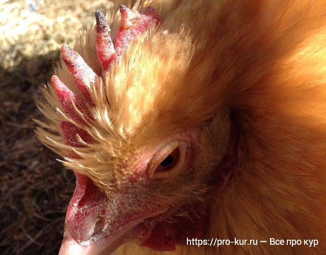 Почему у курицы бледный гребень и что с этим делать? причины, симптомы, лечение, профилактика