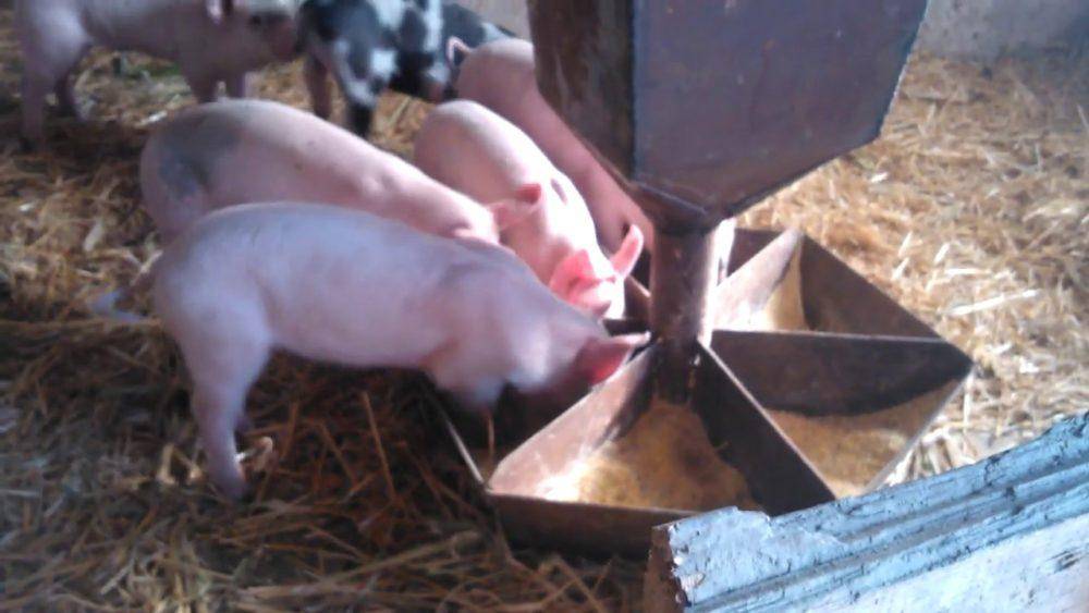 Кормушки для свиней и поросят своими руками: бункерные (автоматические), оригинальные, чертежи