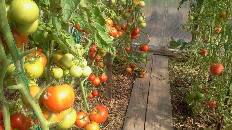 Посев томатов под зиму уникальный способ – все о томатах. выращивание томатов. сорта и рассада.