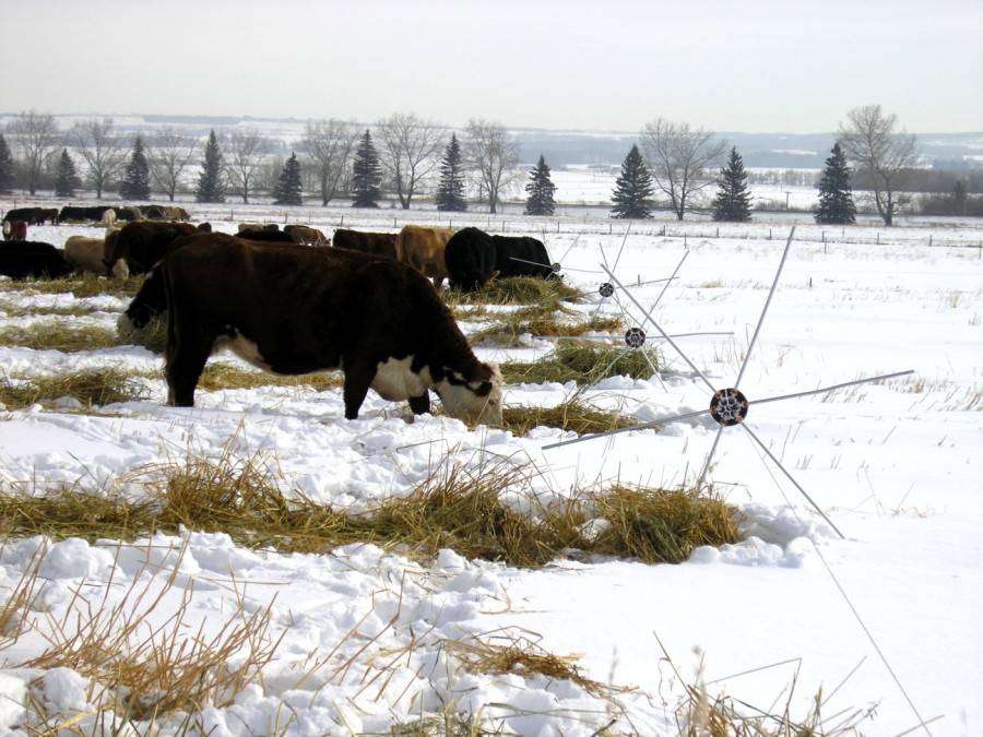 Зимний выпас коров