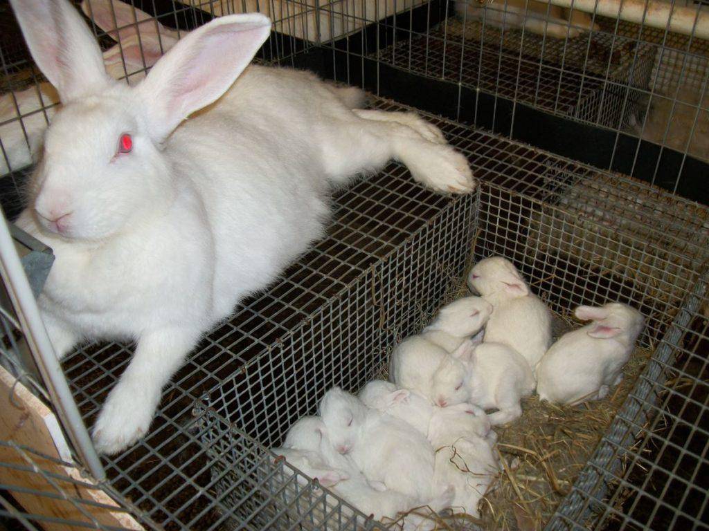 Почему крольчиха съедает крольчат — причины и меры предотвращения