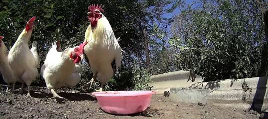 Что делать, если цыплята клюют друг друга до крови: способы решения проблемы