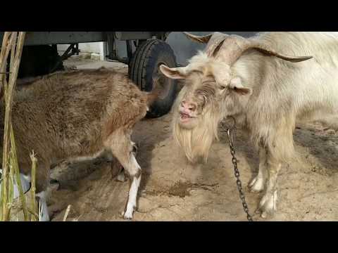 Окот овец: когда покрывать козу, роды у козы