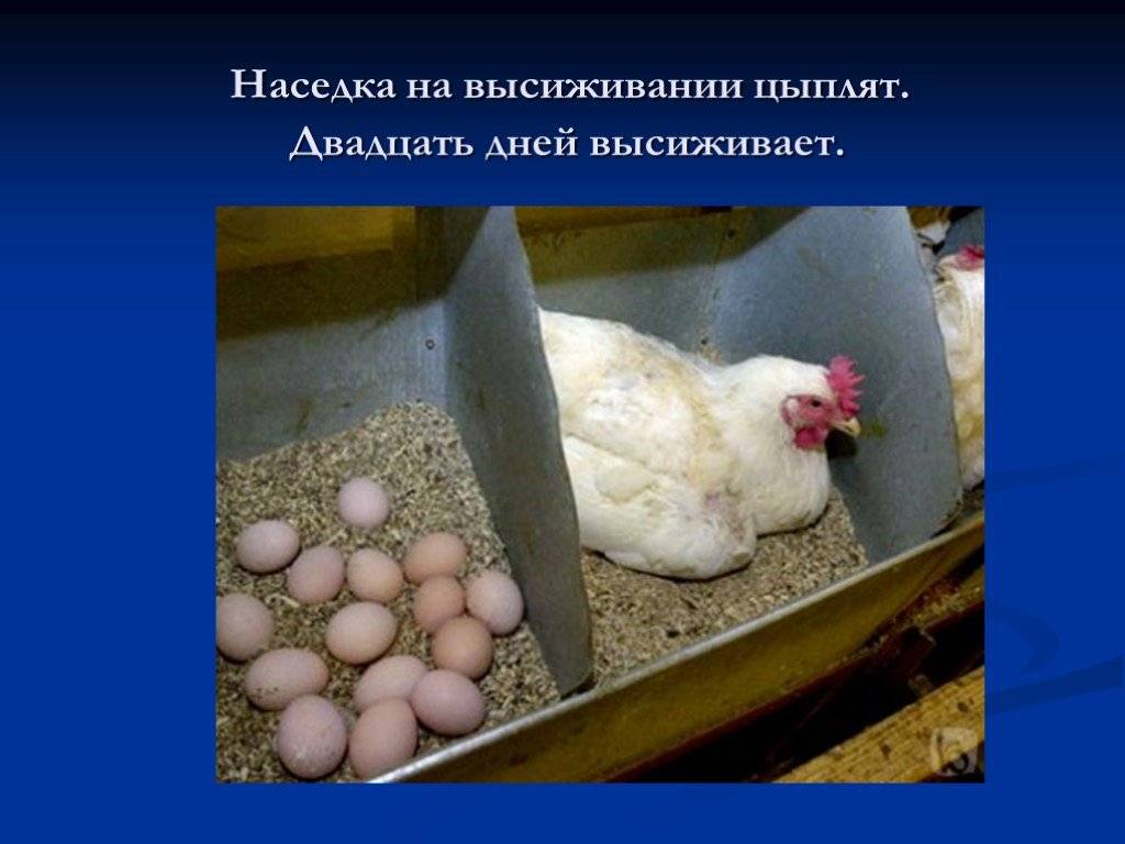Сколько дней курица высиживает яйца до появления цыпленка, как посадить