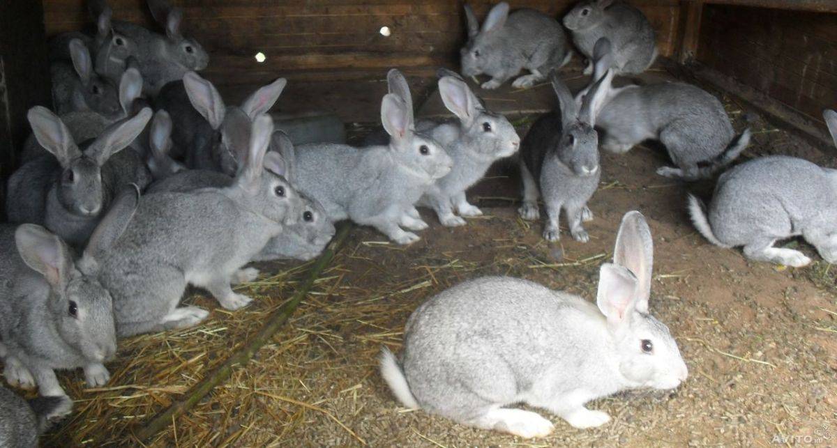 Описание кроликов породы шиншилла