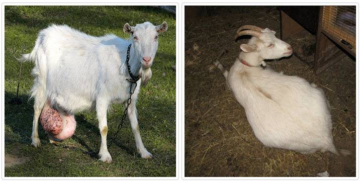 Спаривание коз: в каком возрасте допустимо и топ-3 метода проведения