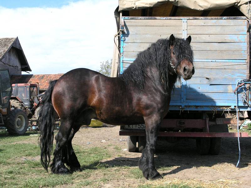 Породы тяжеловозных лошадей | конный портал