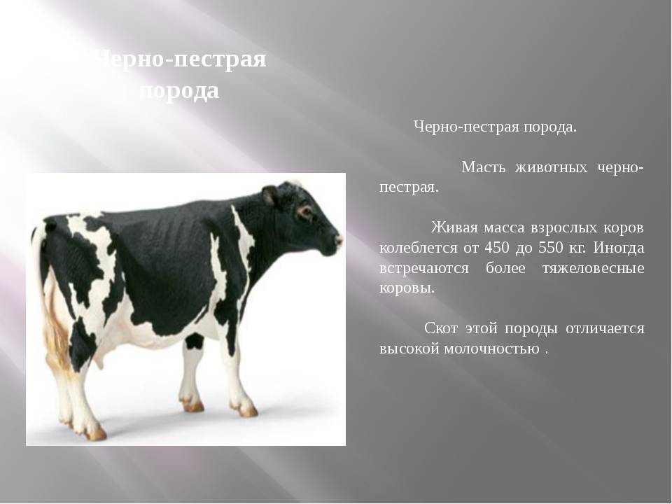 Происхождение, описание и продуктивность Черно-пестрой породы коров