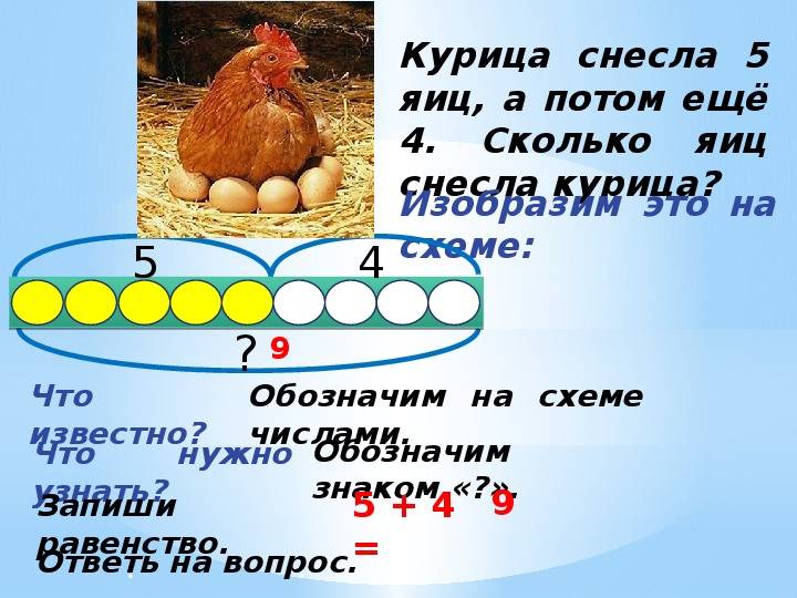 Сколько яиц несет курица в день?