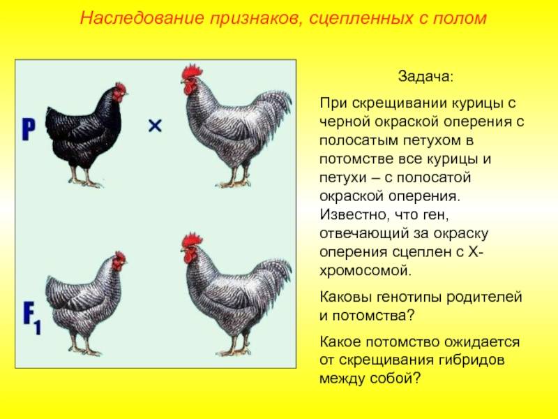 Как определить возраст курицы и отличить старую птицу от молодой