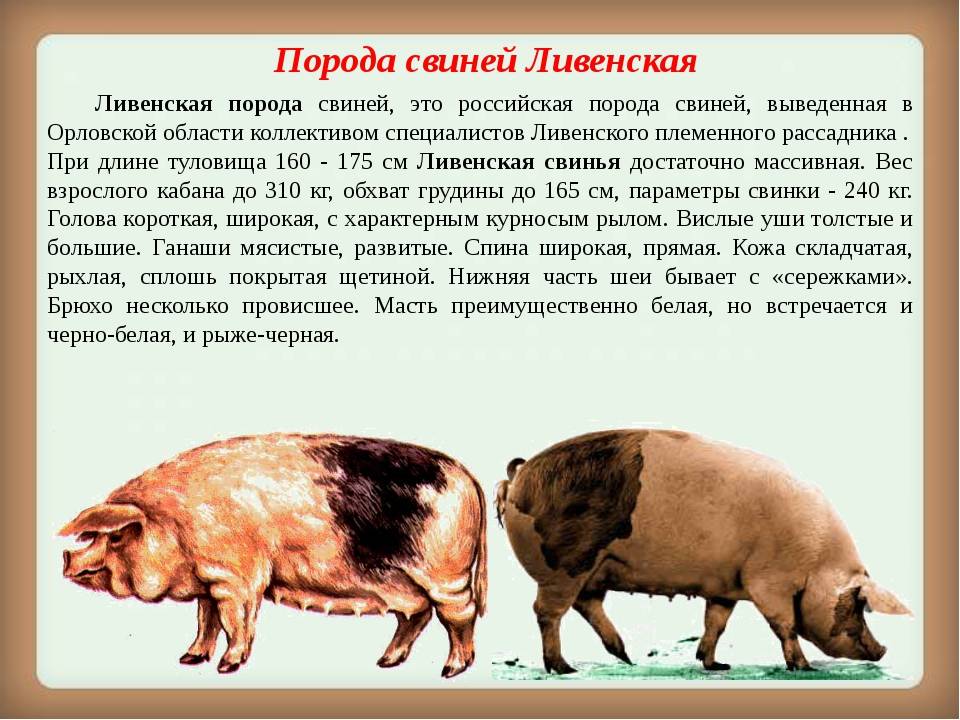 Породы свиней: дюрок