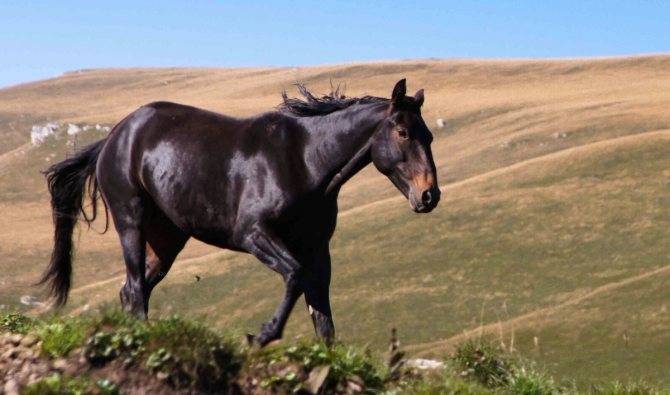 Кабардинская порода лошадей: фото, история