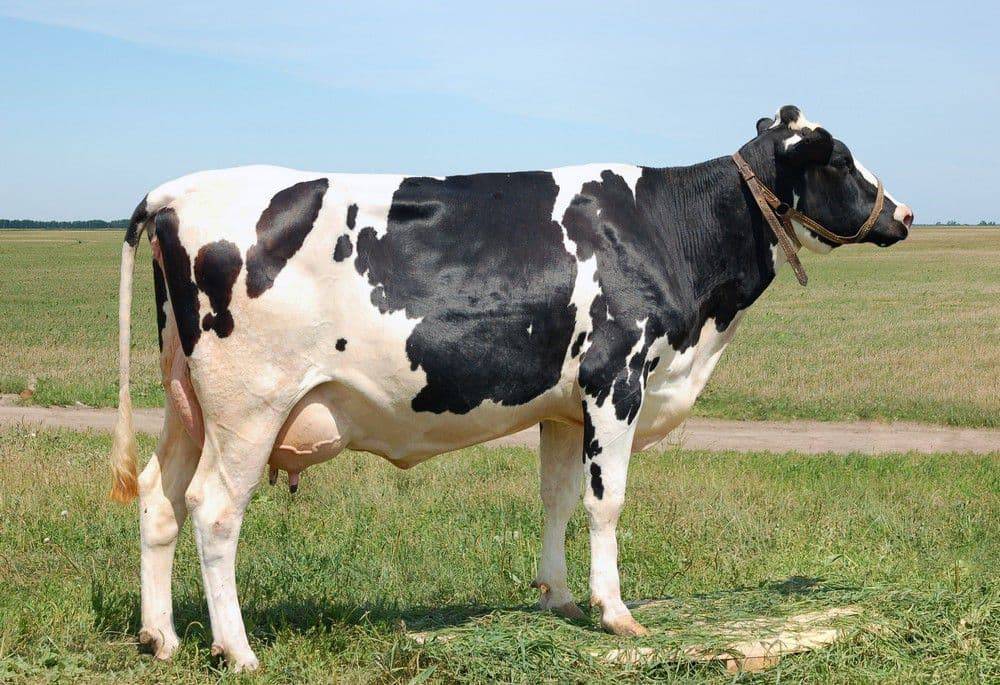 Порода коров холмогорская: особенности содержания и разведения