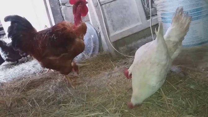 Как петух оплодотворяет курицу: особенности размножения домашней птицы