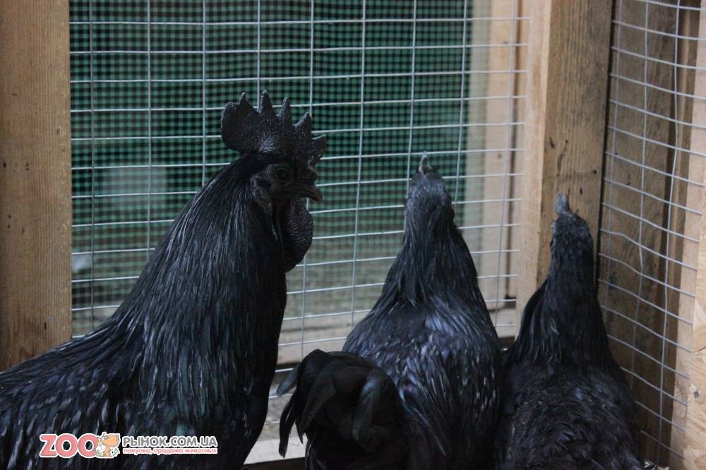 Ухейилюй порода кур описание – китайская черная курица с зелеными яйцами