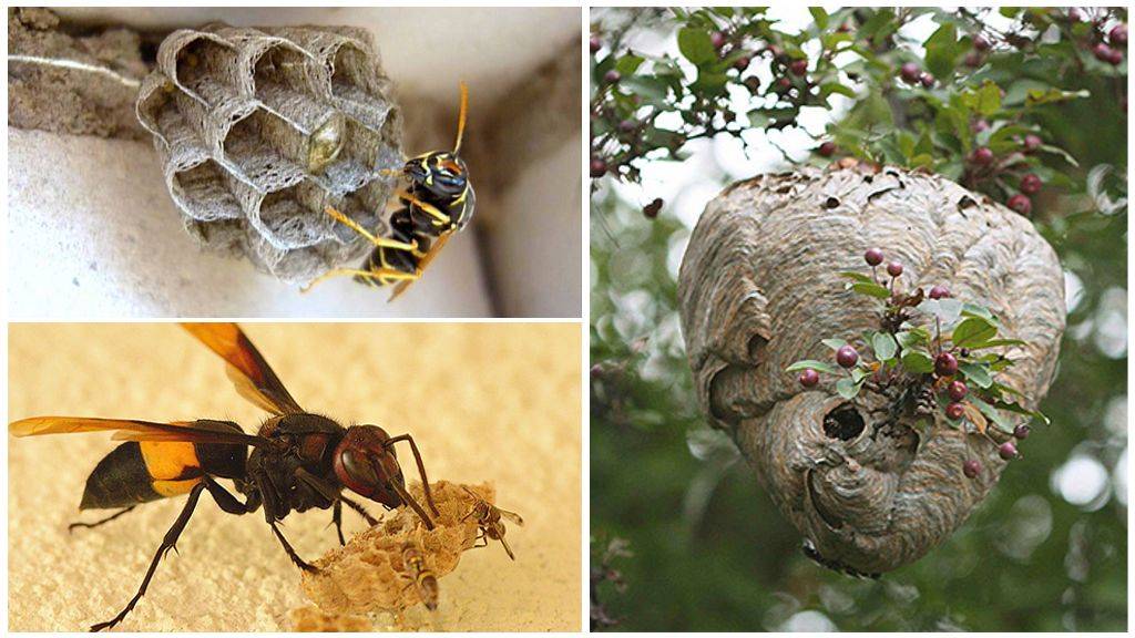 Как избавиться от пчел: эффективные методы и средства, как прогнать