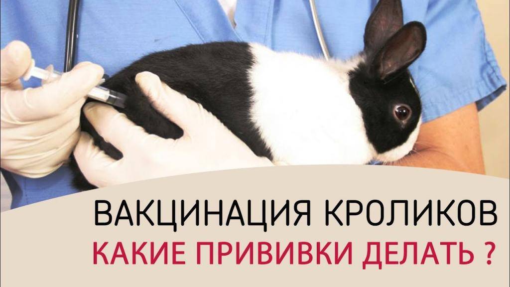 Прививки декоративным кроликам: какие и когда делать