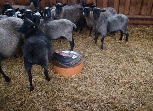 Романовская порода овец: описание, фото и отзывы :: syl.ru