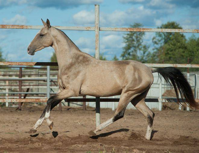 Ахалтекинская порода лошадей: история происхождения, экстерьерные особенности, содержание