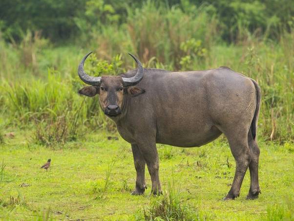 Обзор карликовых буйволов: самые маленькие виды