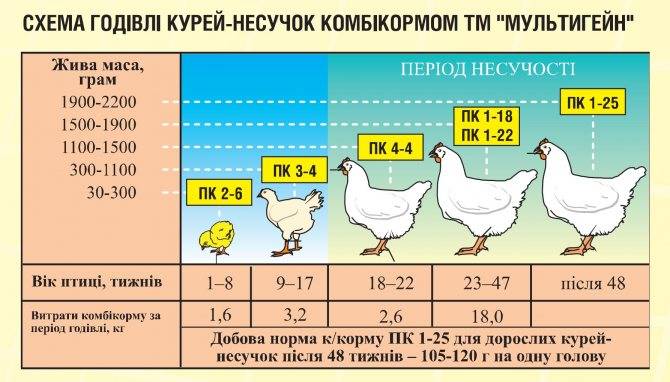 Стартовый, финишный, ростовой комбикорм для цыплят-бройлеров: правила кормления и применение бвмк