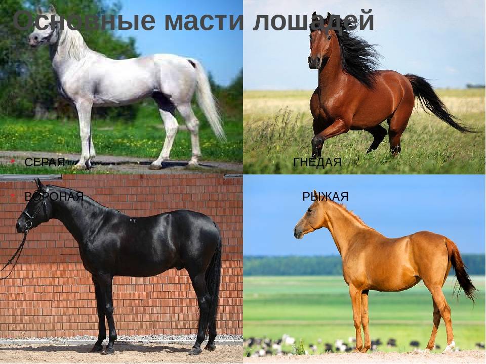 Гид по мастям лошадей: перечень названий, описание и фото