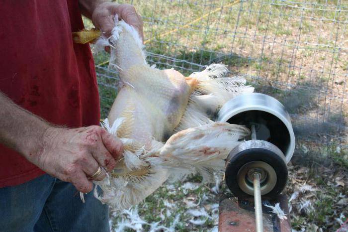 Как правильно ощипать курицу