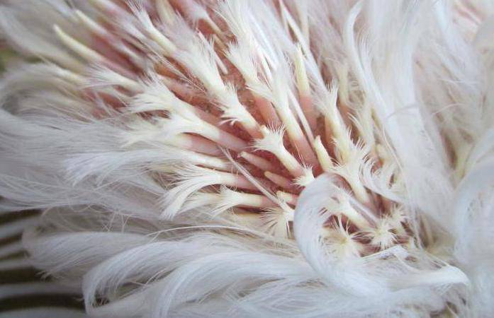 У кур выпадают перья на спине и шее: почему и что делать?
