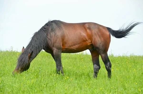 Экстерьер и современное состояние Кабардинской породы лошадей
