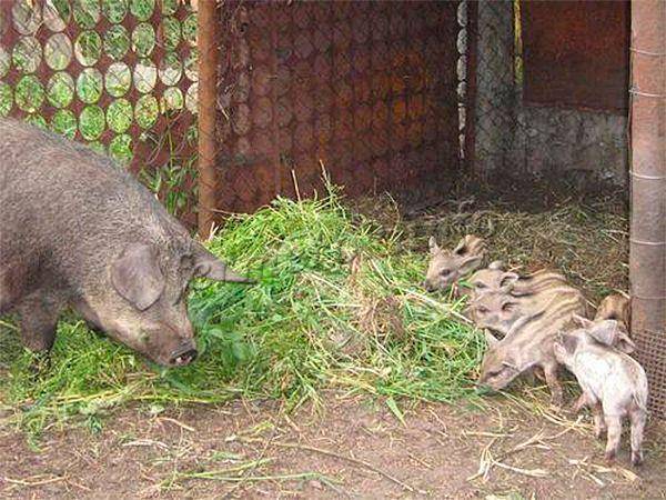 Порода свиней мангал: описание, кормление, отзывы